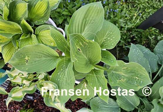 Hosta Sally Goes Green